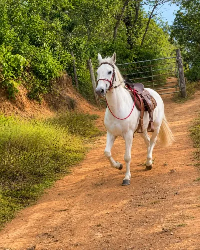 Vendo cavalo macha picada