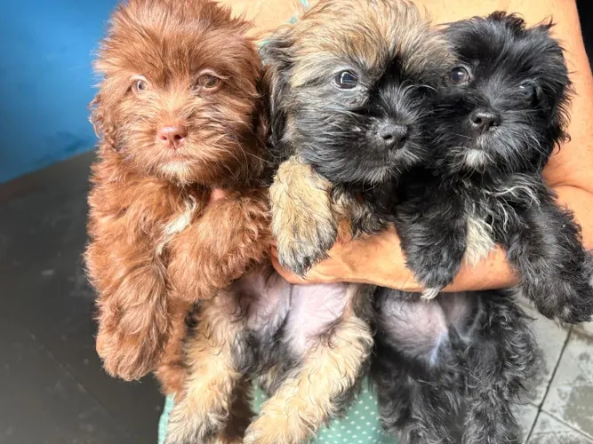 Filhote shih tzu