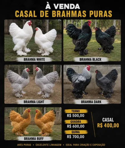 Galinha Brahma
