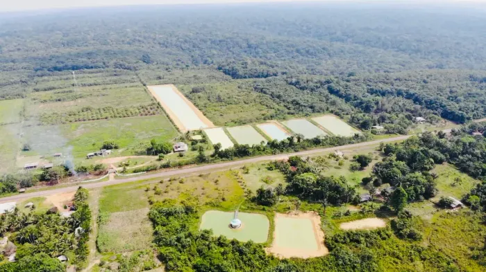 Venda /Fazenda, Peixe, Alevinos Pres. figueiredo