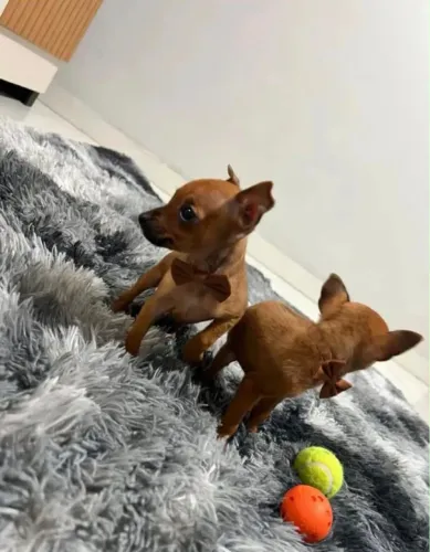 Promo Pinscher micro fêmea e machinhos 