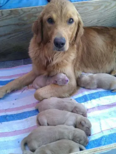 Meu irmão está doando filhotes de Golden
