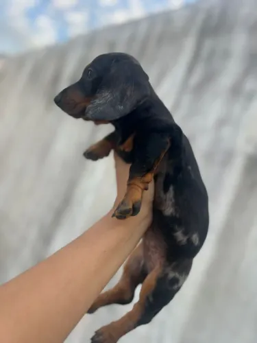Vendo filhote Dachshund 