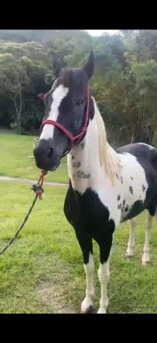 Cavalo e Egua Pampa de Preto MM.
