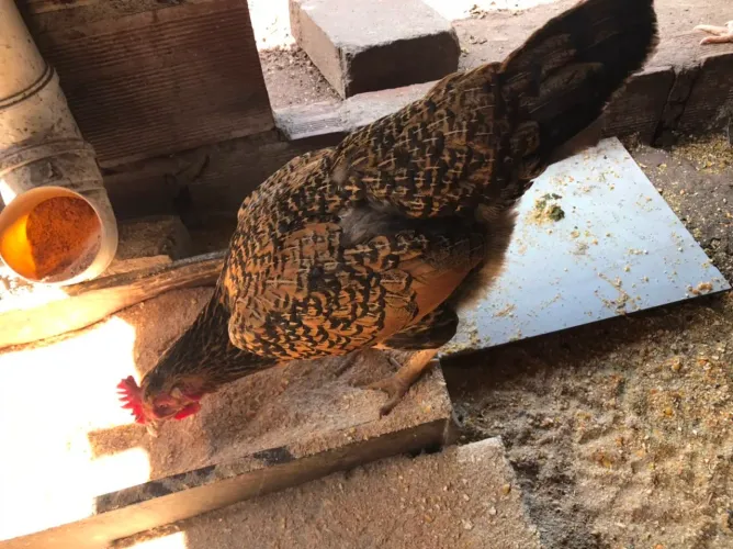 Galinha caipira 