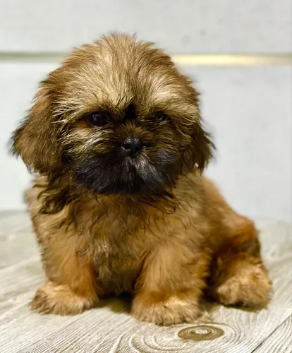 SHIHTZU FILHOTE MACHO ACEITO CARTÃO