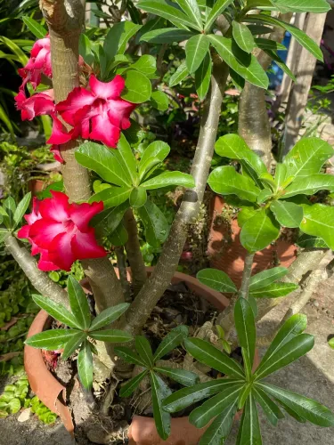 Rosa do deserto