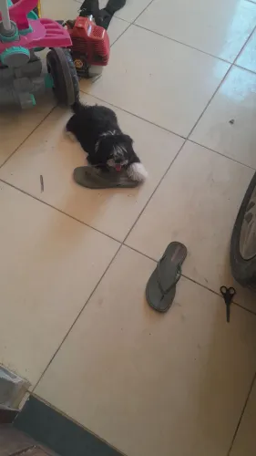 Shihtzu femia