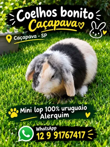 Coelho Mini Lop Uruguaio Harlequim