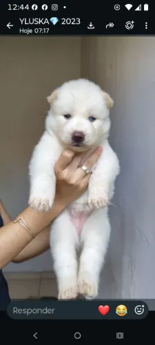 OPORTUNIDADE!  *FILHOTES* HUSKY SIBERIANO