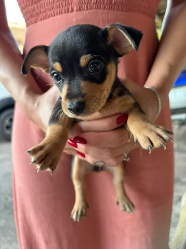 Cachorro Pinscher N - 0