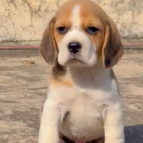 Filhotes de Beagle | Um pet cheio de personalidade