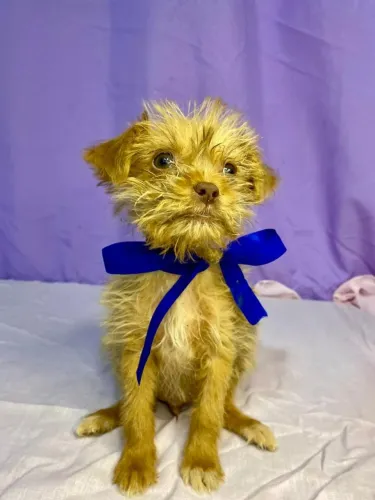 Cachorro shih tzu com pinscher n°1