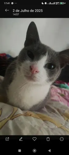 Gatos para adoção 