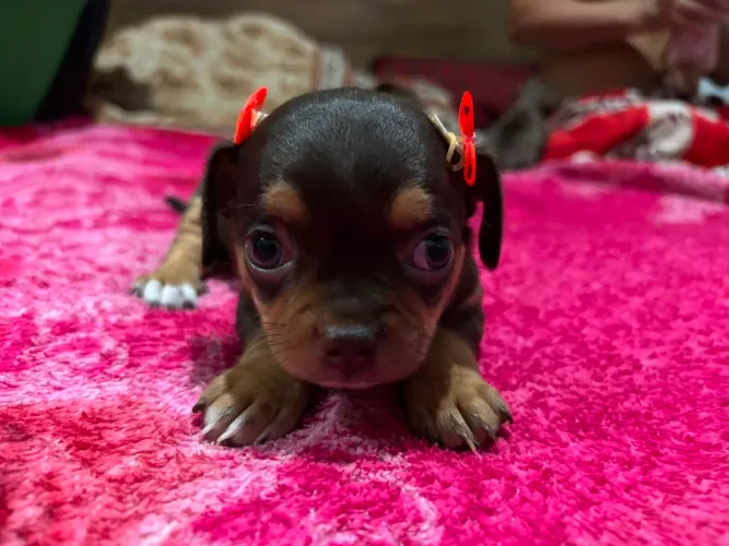 Filhote de chihuahua pelo curto