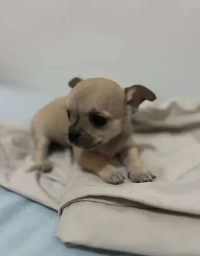 CHIHUAHUA FÊMEA 