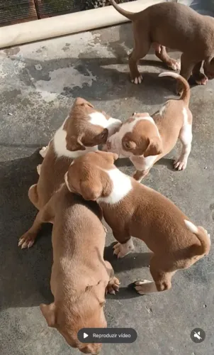 Filhotes de pitbull