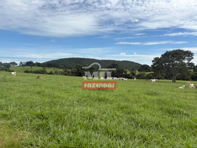 Fazenda 280 Alqueires (1.355,2 Hectares) Hidrolina - GO