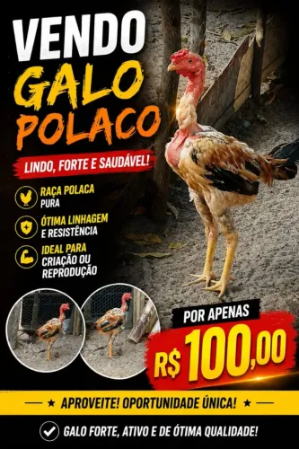 GALO POLACO ( GALINHA)