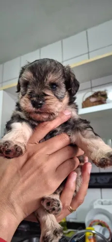 FILHOTE DE SCHNAUZER MACHO À VENDA