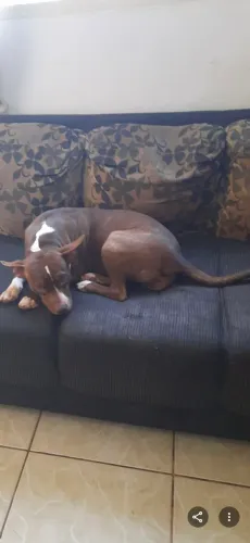 Doação de cachorro adulto
