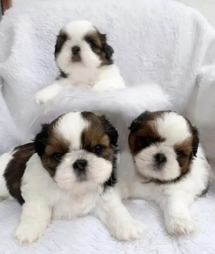 Shitzu mini filhotes 