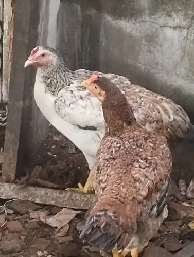 Vendo galos e galinhas de portes pequeno e grandes