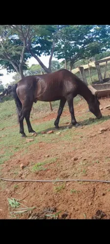 Vende-se cavalo