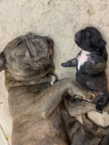 Filhote Bulldog francês 