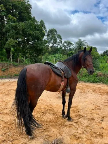 Vendo Mangalarga Registrado