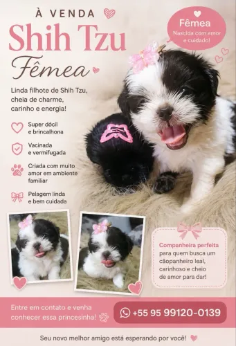 Cachorro shitzu