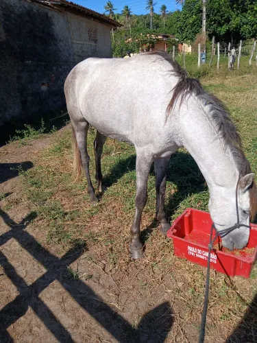 Vendo Cavalo Tordilho Manga Larga Registrado