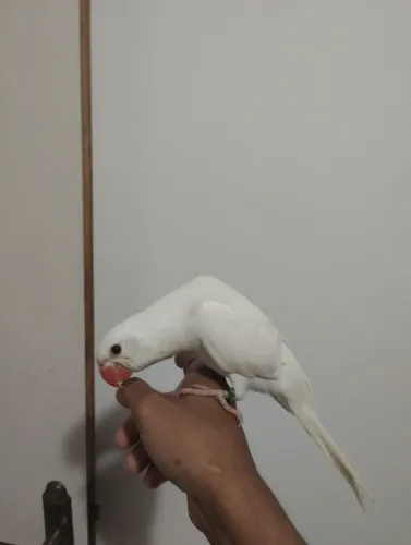 Gaiolas