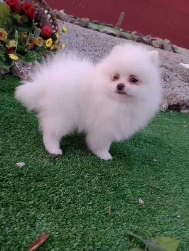 Spitz alemão anão, cor Branco, com pedigree, em 10x, entregamos.