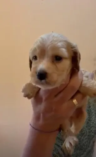 Cocker spaniel lindos filhotes 
