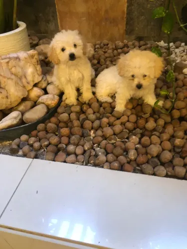 Poodle fêmea em até 10x S/juros
