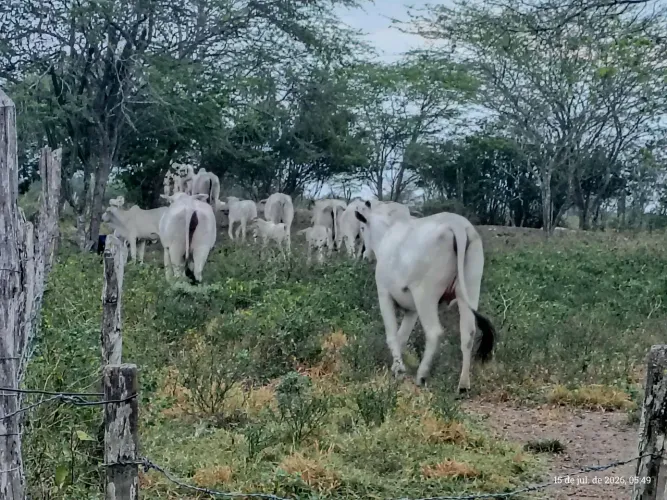 Gado à venda. 