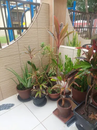 plantas todas