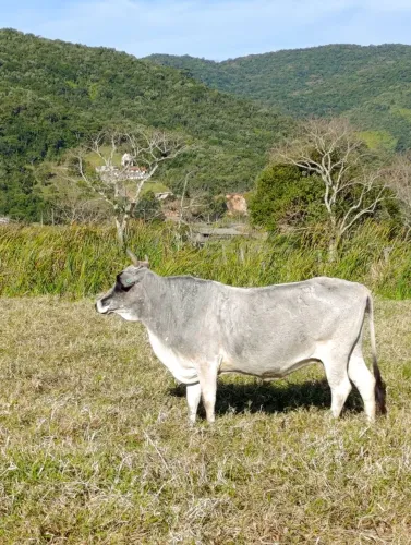 3 vacas anelorada 