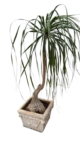 Vendo Par de Pata-de-Elefante Grandes e Adultas - Plantas Ornamentais