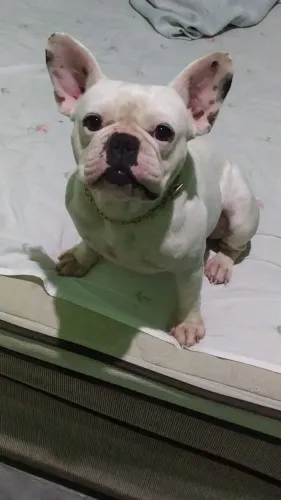 Casal de Bulldog Francês venda