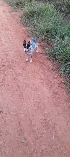  Cachorra  burriler  
