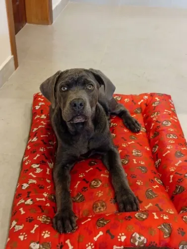 Filhote macho Cane Corso italiano