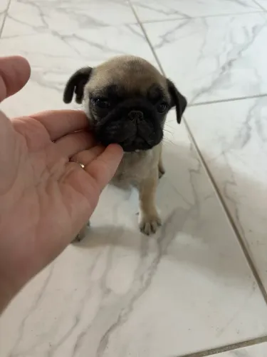 PUG Filhote Fêmea