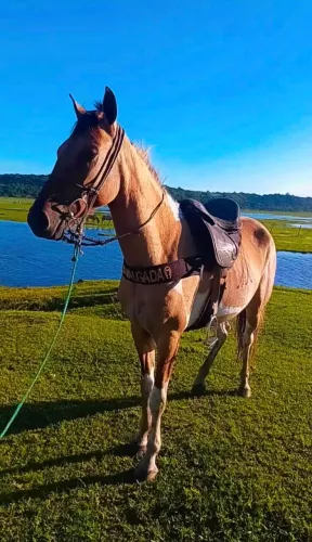 Égua pampa meio sangue, marcha picada!