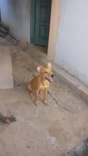 Doação Cachorra