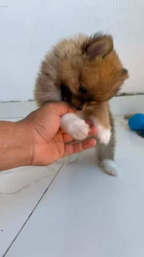 Spitz alemão (valor a negociar)