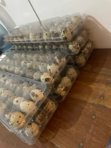 Ovos galados promoção pra essa semana 