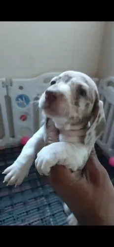 Daschund Teckel salsichinha, Piebald, Arlequim, chocolate e preto e canela 
