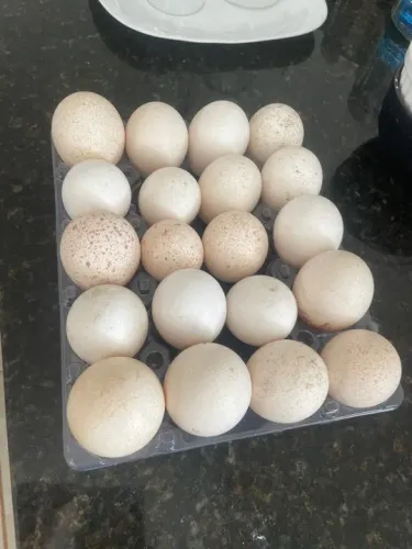 Ovos de Perua galados.